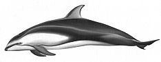 Weissstreifendelphin
