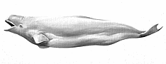 45 delphinarten